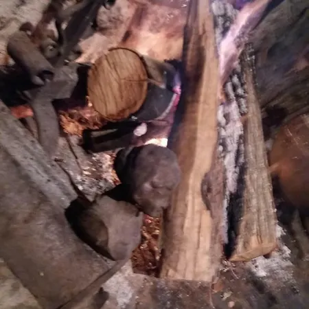 Dos Tavoras * Mirandela