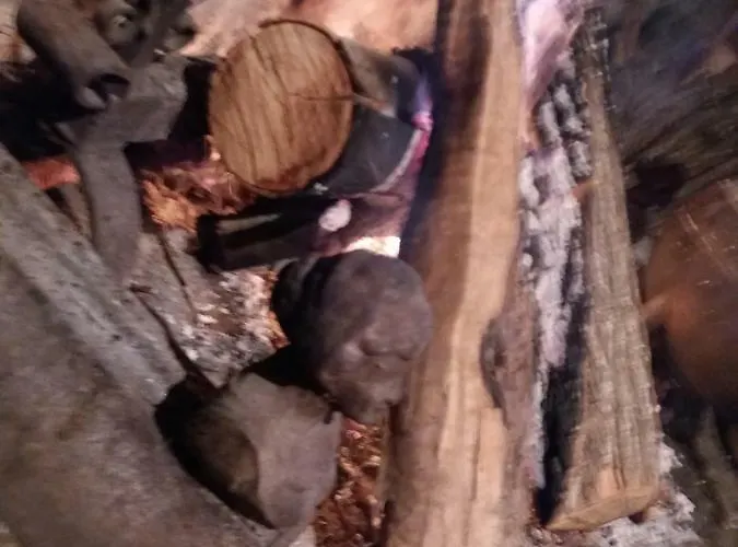 Dos Tavoras * Mirandela